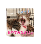 猫のナナゴン(了解・有難う・お休み1)（個別スタンプ：12）