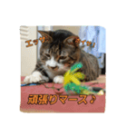 猫のナナゴン ごちゃまぜスタンプ1（個別スタンプ：5）