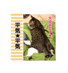 猫のナナゴン ごちゃまぜスタンプ1（個別スタンプ：6）