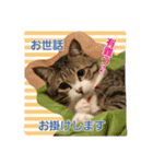 猫のナナゴン ごちゃまぜスタンプ1（個別スタンプ：8）