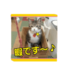 猫のナナゴン ごちゃまぜスタンプ1（個別スタンプ：11）