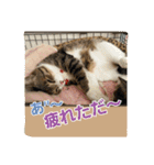 猫のナナゴン ごちゃまぜスタンプ1（個別スタンプ：14）