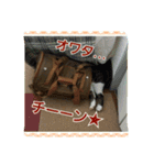 猫のナナゴン ごちゃまぜスタンプ1（個別スタンプ：16）