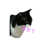 くぅちゃんのいろいろ（個別スタンプ：3）