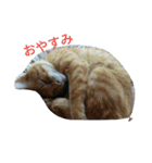 くぅちゃんのいろいろ（個別スタンプ：4）