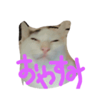 めぽ！（個別スタンプ：1）