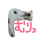 めぽ！（個別スタンプ：7）