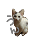 めぽ！（個別スタンプ：10）
