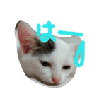 めぽ！（個別スタンプ：12）