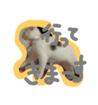めぽ！（個別スタンプ：14）
