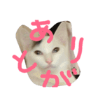 めぽ！（個別スタンプ：16）