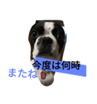 可愛いコウ（個別スタンプ：7）