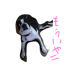 可愛いコウ（個別スタンプ：8）