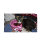 little cat..（個別スタンプ：2）