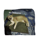 little cat..（個別スタンプ：4）
