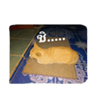 little cat..（個別スタンプ：5）