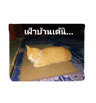little cat..（個別スタンプ：6）