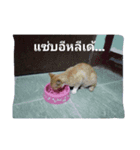 little cat..（個別スタンプ：7）