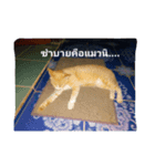 little cat..（個別スタンプ：8）