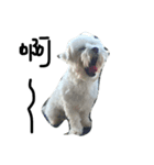 a kerker dog（個別スタンプ：1）