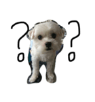 a kerker dog（個別スタンプ：3）