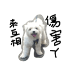 a kerker dog（個別スタンプ：5）
