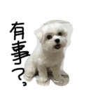a kerker dog（個別スタンプ：6）