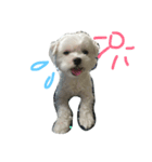 a kerker dog（個別スタンプ：7）