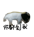 a kerker dog（個別スタンプ：8）