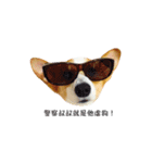 corgi fly（個別スタンプ：1）