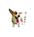 corgi fly（個別スタンプ：2）