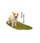 corgi fly（個別スタンプ：3）