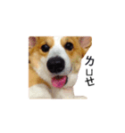 corgi fly（個別スタンプ：4）