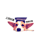 corgi fly（個別スタンプ：5）