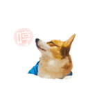 corgi fly（個別スタンプ：6）