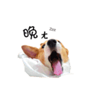 corgi fly（個別スタンプ：7）