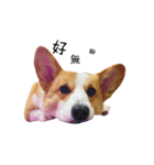 corgi fly（個別スタンプ：8）
