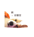 corgi fly（個別スタンプ：9）