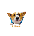 corgi fly（個別スタンプ：10）