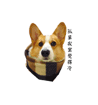 corgi fly（個別スタンプ：11）