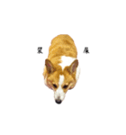 corgi fly（個別スタンプ：12）