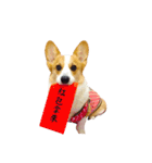 corgi fly（個別スタンプ：13）