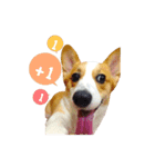 corgi fly（個別スタンプ：15）