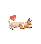 corgi fly（個別スタンプ：17）