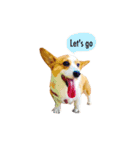 corgi fly（個別スタンプ：18）