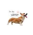 corgi fly（個別スタンプ：19）