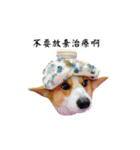 corgi fly（個別スタンプ：20）