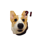 corgi fly（個別スタンプ：21）