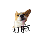 corgi fly（個別スタンプ：23）