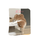 my pretty cats reo（個別スタンプ：2）